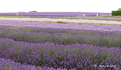 Snowshill Lavender Fields